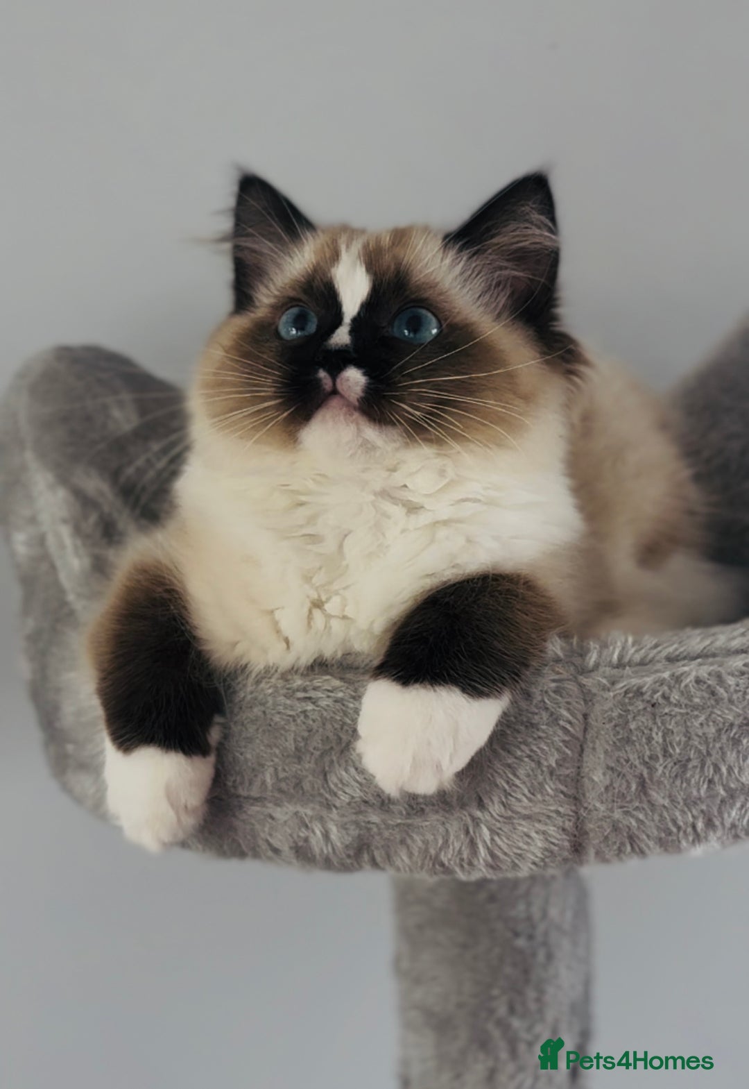 Ragdoll cats for sale: Active Tica Champion blood Ragdoll kittens - Image 8