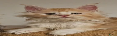Maine Coon 8