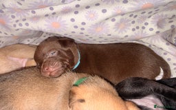 Mixed Breed dogs for sale: 6 jackmix puppies ready end of December  - Advert 6