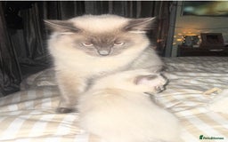 Ragdoll cats for sale: Lilac point Ragdoll kitten - Image 2
