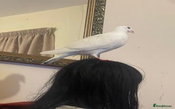 Pigeons birds for sale: Pet pigeon for sale  - Image 2