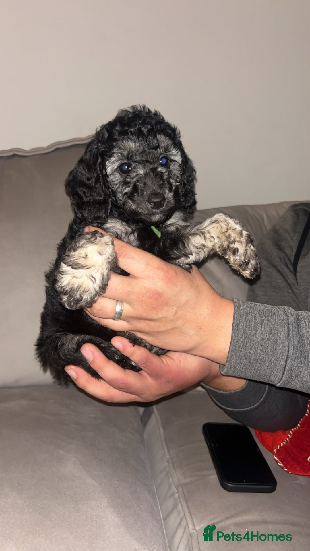 Miniature Poodle dogs for sale: 🐩🌈Miniature Merle poodle puppies 🌈🐶❤️ - Advert 19