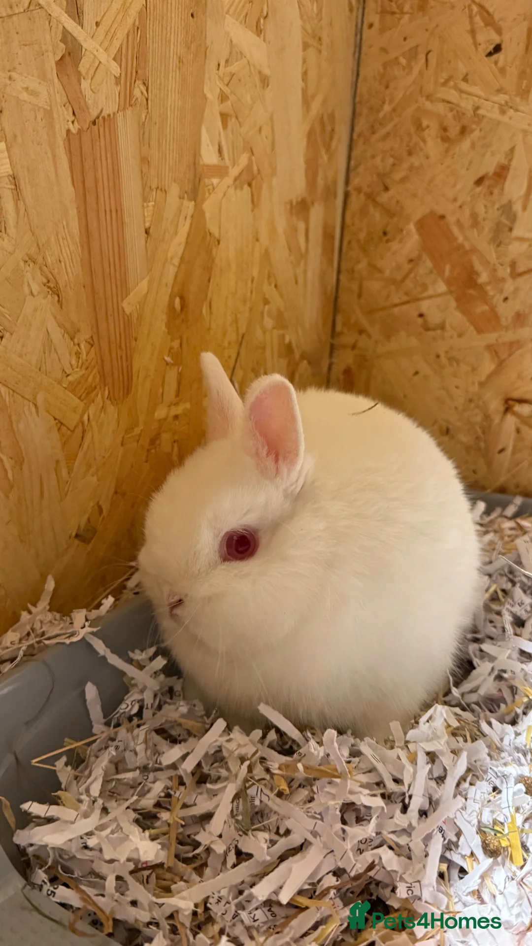 Netherland Dwarf rabbits for sale: Adorable Netherland Dwarf Rabbits- Various colours - Advert 1