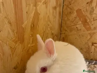 Netherland Dwarf rabbits Adorable Netherland Dwarf Rabbits- Various colours - Advert 15