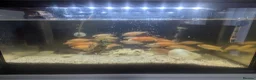 Cichlids fish for sale: African Cichlids Young for sale  in Liverpool - Advert 9