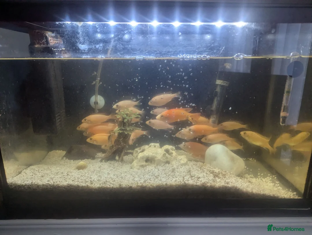 Cichlids fish for sale: African Cichlids Young for sale  in Liverpool - Advert 9