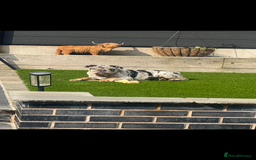 English Bulldog dogs for sale: Grey Merle male english bulldog puppy - Image 27