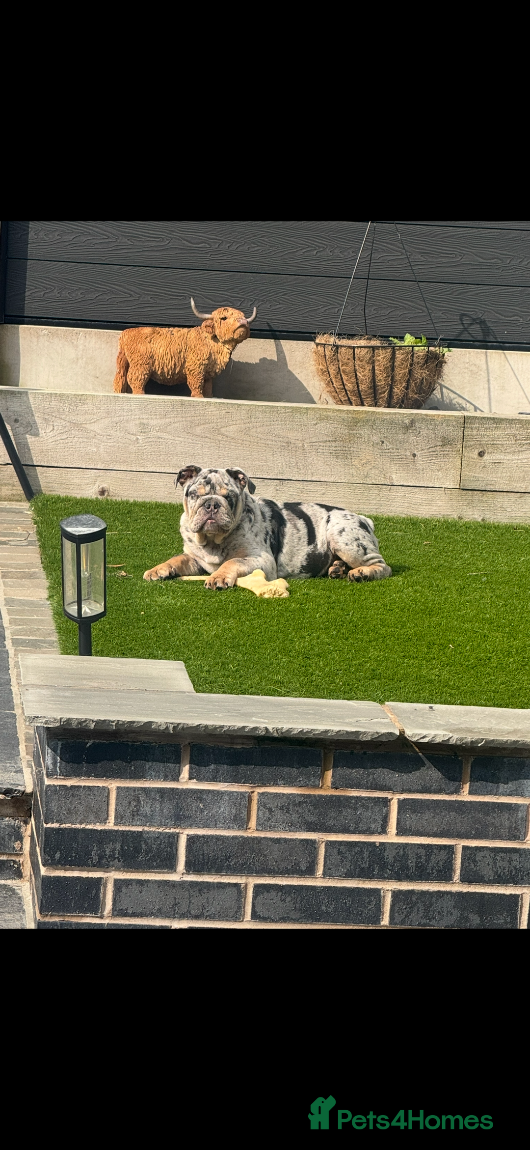 English Bulldog dogs for sale: Grey Merle male english bulldog puppy - Image 27