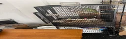 Parakeets birds for sale: Alexandrine Parakeet  in Birmingham - Advert 5