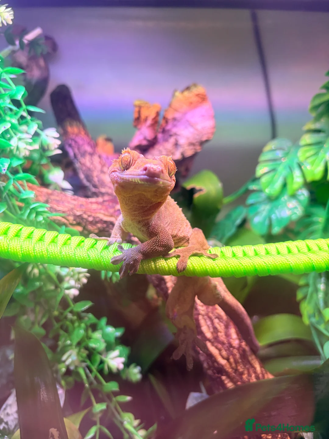 Gecko reptiles for sale: Male crested gecko - Advert 1