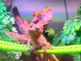 Gecko reptiles Male crested gecko - Advert 8