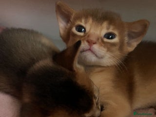 Abyssinian cats Two Abyssinian kittens !!! - Advert 6