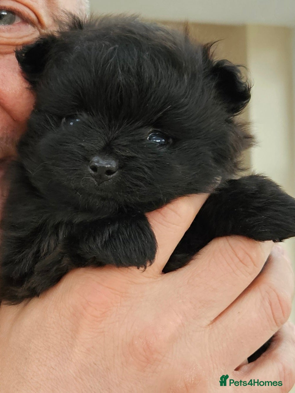 Pomeranian dogs Two pomeranian males - Advert 1