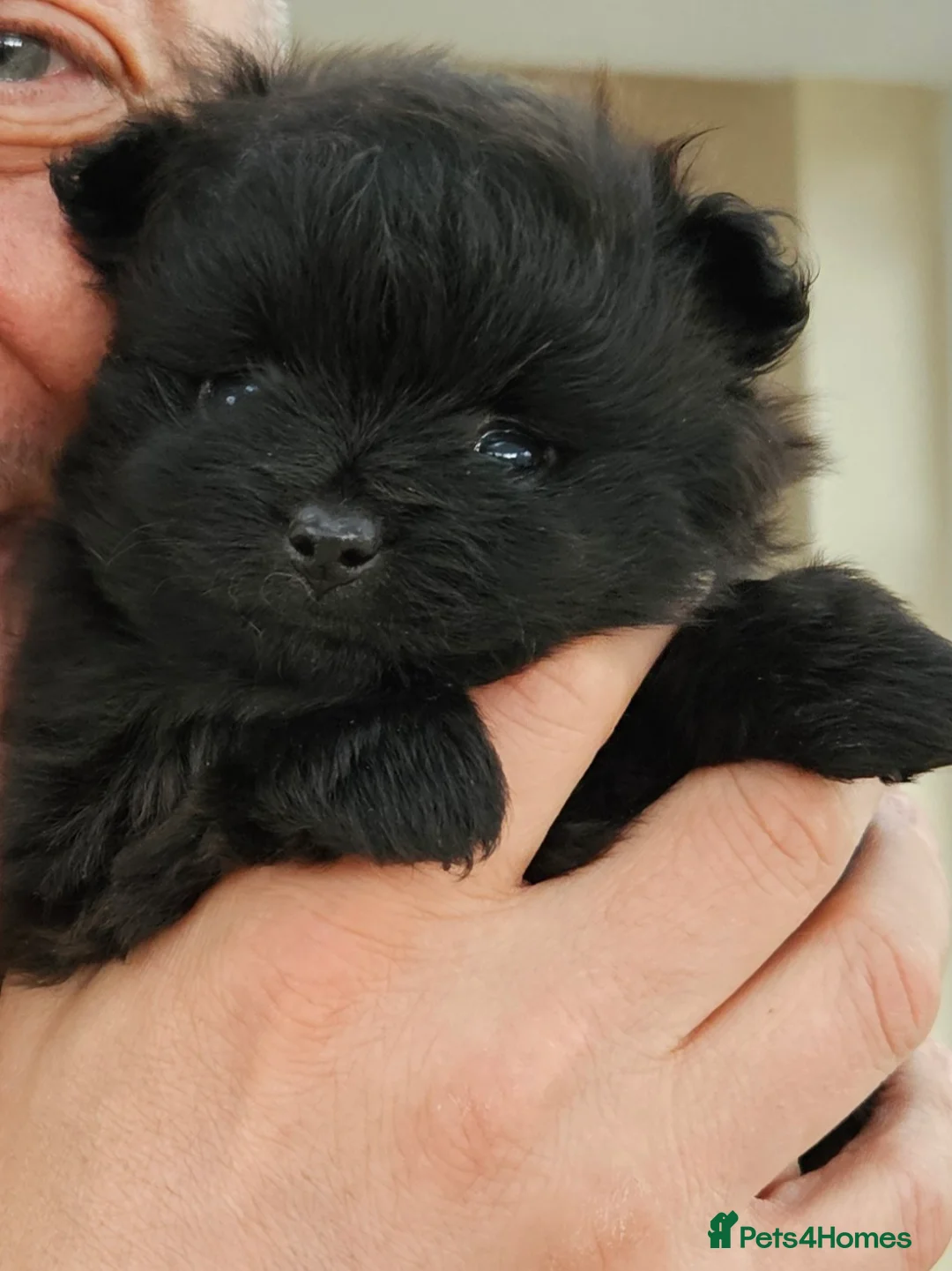 Pomeranian dogs for sale: Two pomeranian males in Stockton-on-Tees - Advert 1