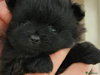 Pomeranian dogs Two pomeranian males - Advert 1