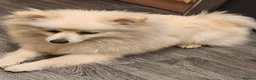 Pomeranian dogs for sale: Pomeranian  in Wolverhampton - Advert 3