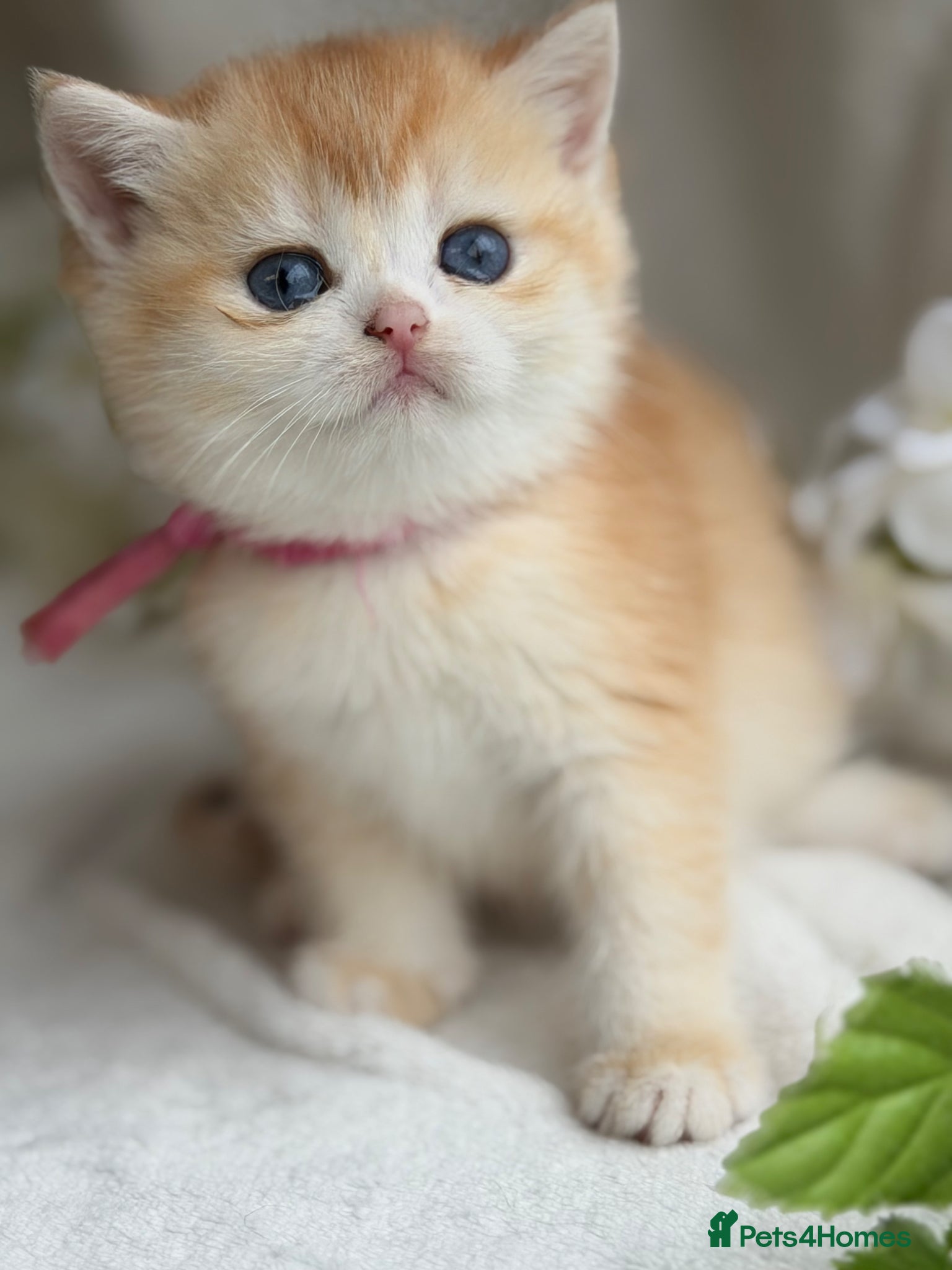 British Shorthair cats for sale: British shorthair golden adorable kitten GCCF  - Advert 10