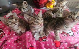 Mixed Breed cats for sale: Bengal cross kittens. 4 left!!! - Image 14