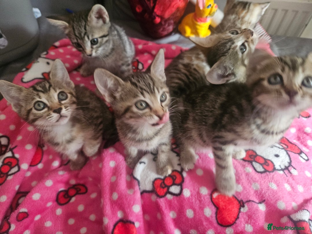 Mixed Breed cats for sale: Bengal cross kittens. 4 left!!! - Image 14