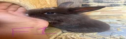 Mini Lion Lop rabbits for sale: Beautiful Mini Lion Lop Bunnies  in Rochdale - Advert 4