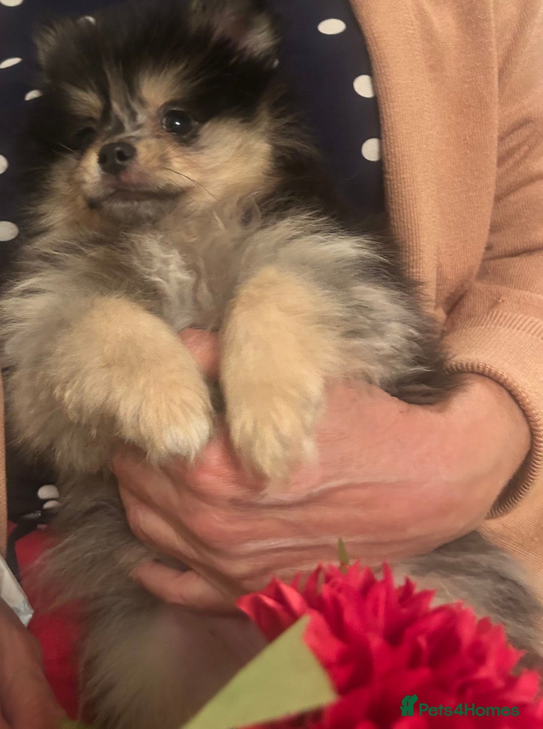 Pomeranian dogs for sale: Stunning litter merl Pomeranian - Image 8