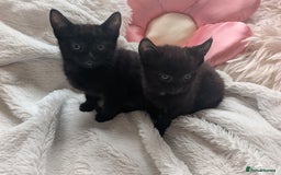 Mixed Breed cats for sale: Sweet kittens  - Image 13