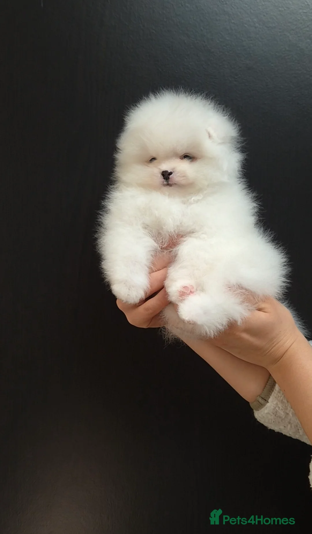 Pomeranian dogs for sale: ❗️REDUCED Stunning Teddy type KC Pomeranian Boy - Advert 2