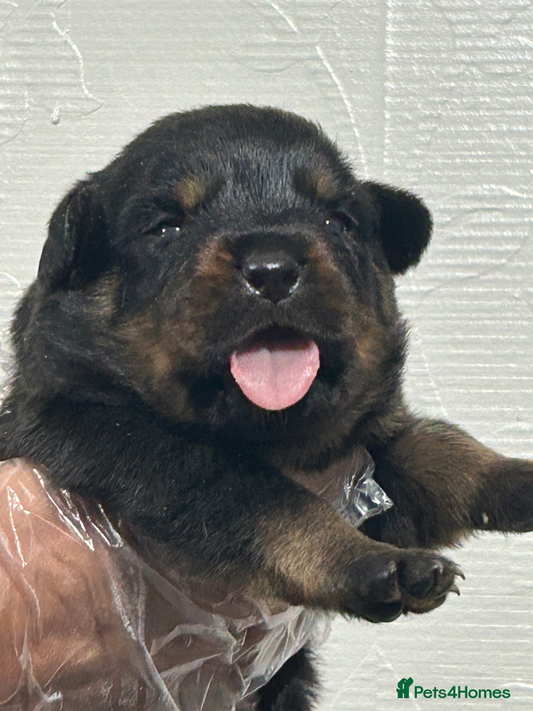 Rottweiler dogs for sale: Top Quality KC Reg Rottweiler Puppies for sale - Advert 6