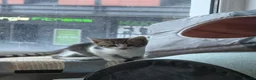 Bengal cats for sale: Mixed Bengal Breed  - Advert 2
