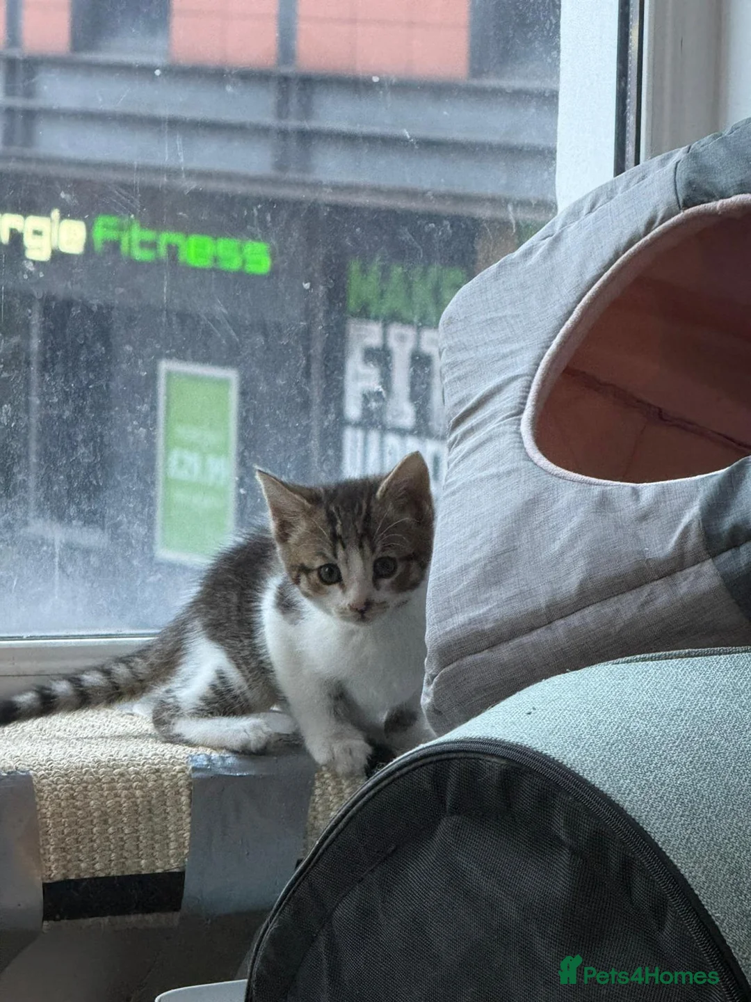 Bengal cats for sale: Mixed Bengal Breed  - Advert 2