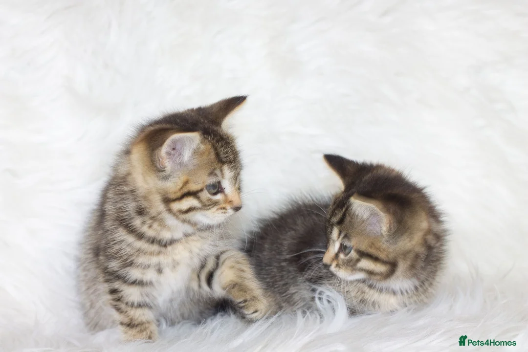 Mixed Breed cats for sale: Happy Healthy Tabby Kittens  - Advert 10