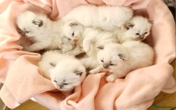 Ragdoll cats for sale: Pure ragdoll kittens - Image 5