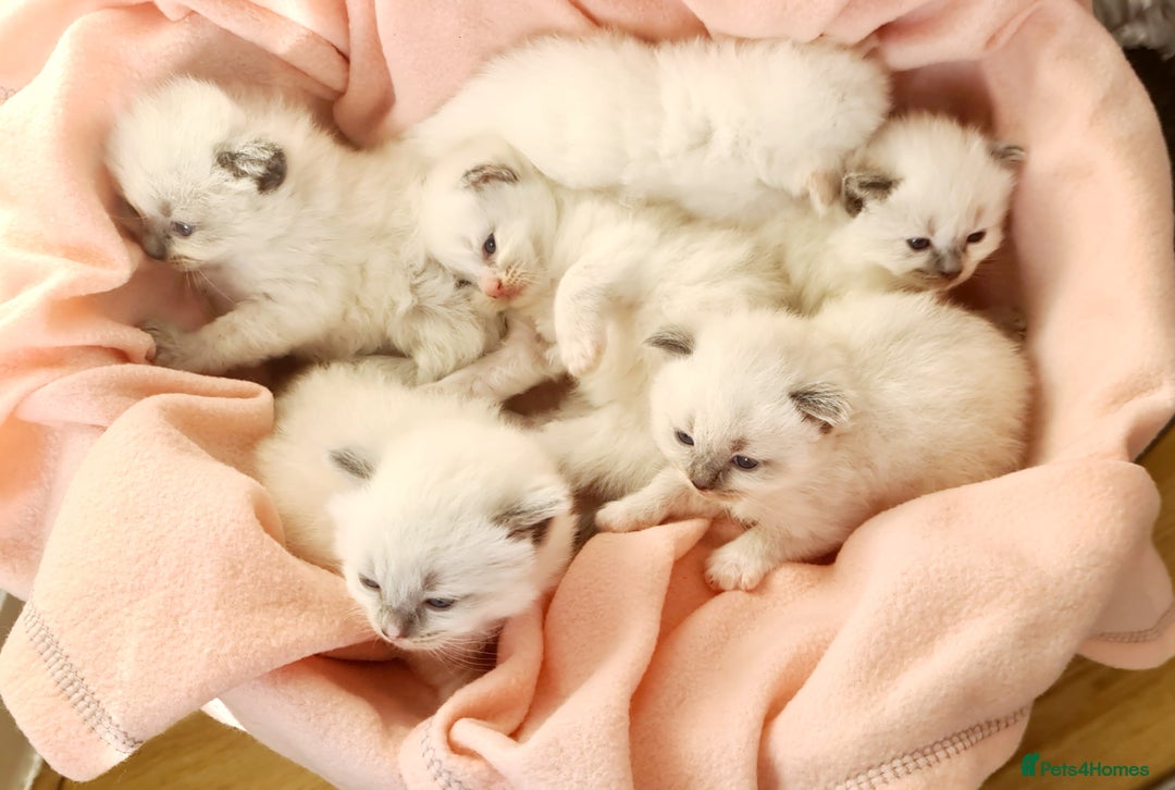Ragdoll cats for sale: Pure ragdoll kittens - Image 5