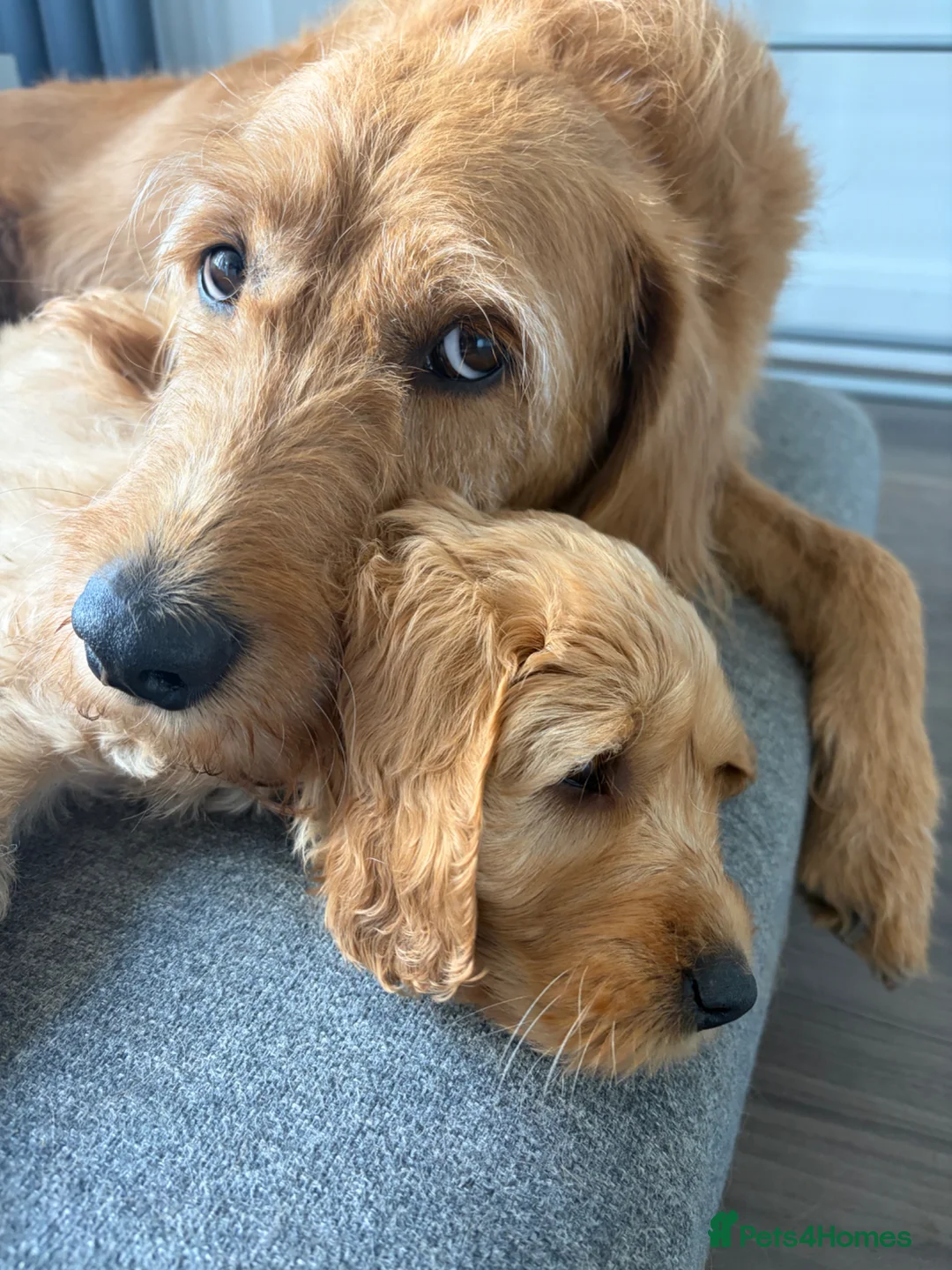 Labradoodle dogs for sale: Labradoodle (Double Doodle) - Advert 1