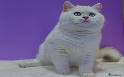 British Shorthair cats for sale: GCCF Chunky Silver tipped health tested parents - Image 17