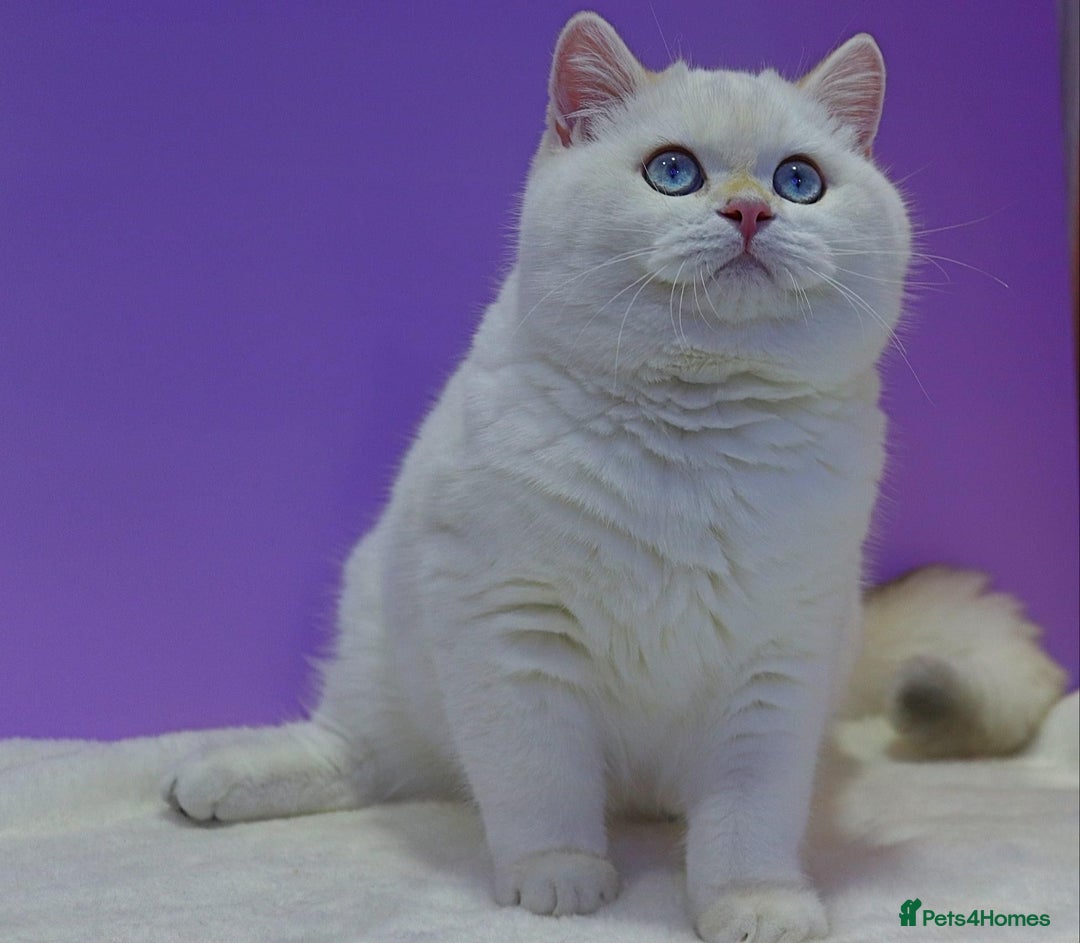 British Shorthair cats for sale: GCCF Chunky Silver tipped health tested parents - Image 17