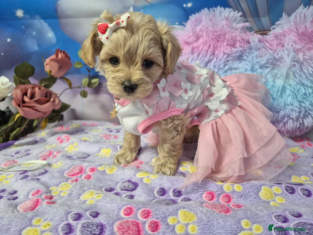Maltipoo dogs for sale: Stunning Toy F1 Apricot & Cream maltipoo's - Advert 12
