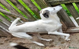 Lurcher dogs for adoption: JESS 3yr old Lurcher in Cardigan - Image 2