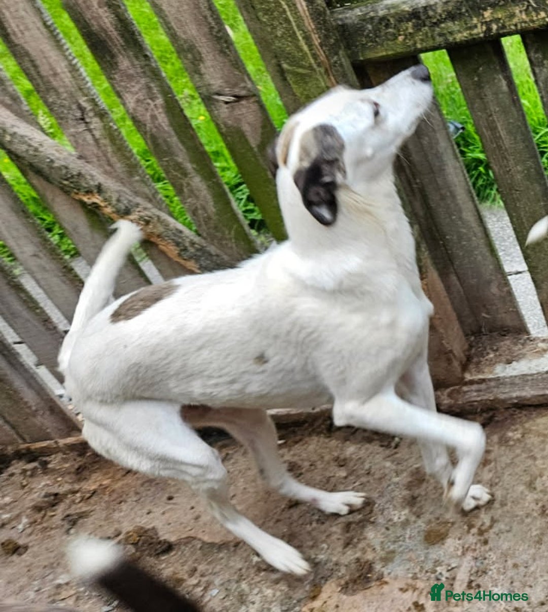 Lurcher dogs for adoption: JESS 3yr old Lurcher in Cardigan - Image 2