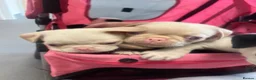 Pug dogs for sale: Stunning unique pug puppies - Advert 14
