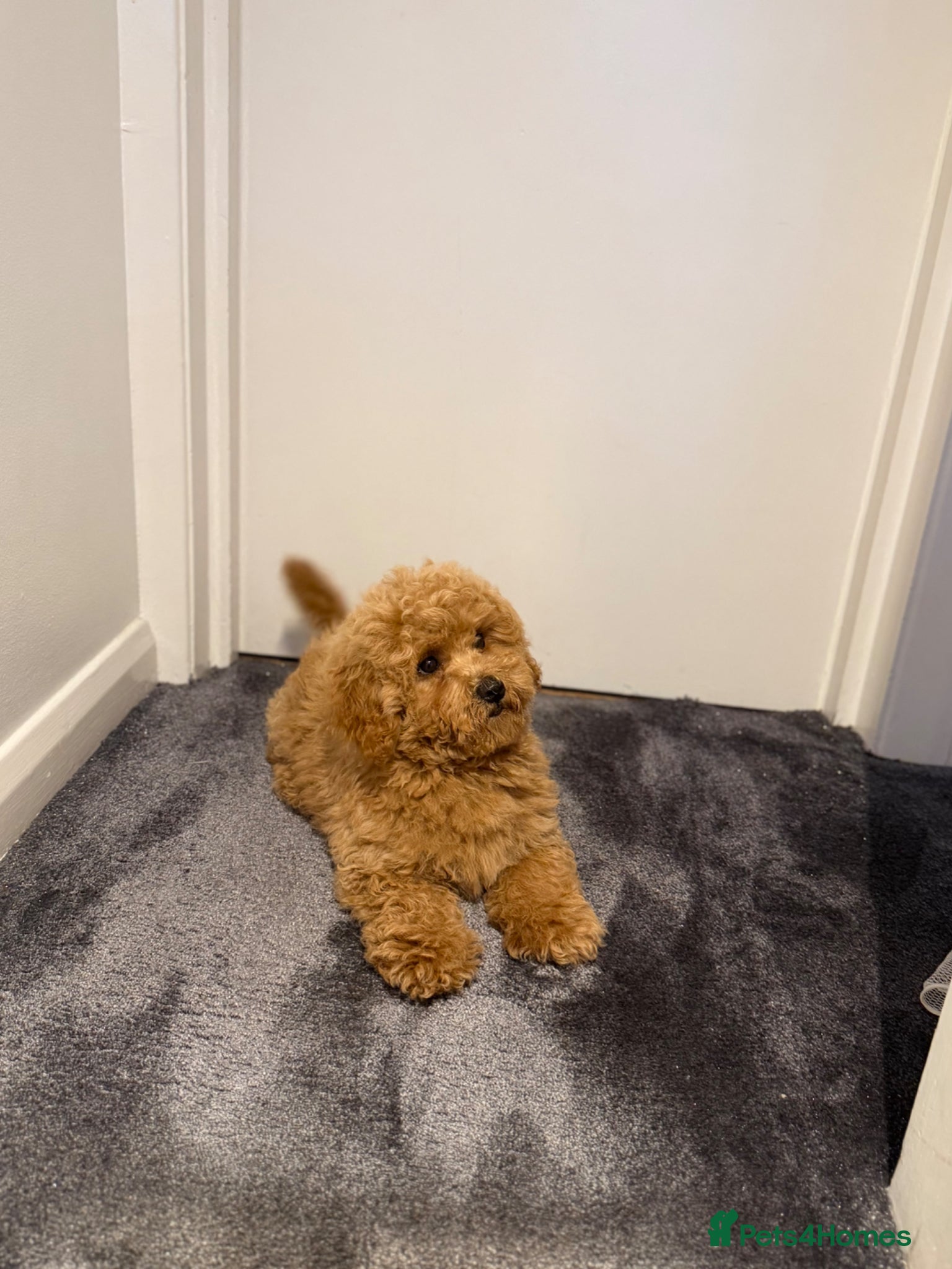 Maltipoo dogs for sale: Beautiful Red Maltipoo puppies for sale  - Advert 14