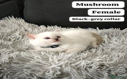 Ragdoll cats for sale: Ready Pedigree Lilac (Rare) Ragdoll Kittens - Image 10