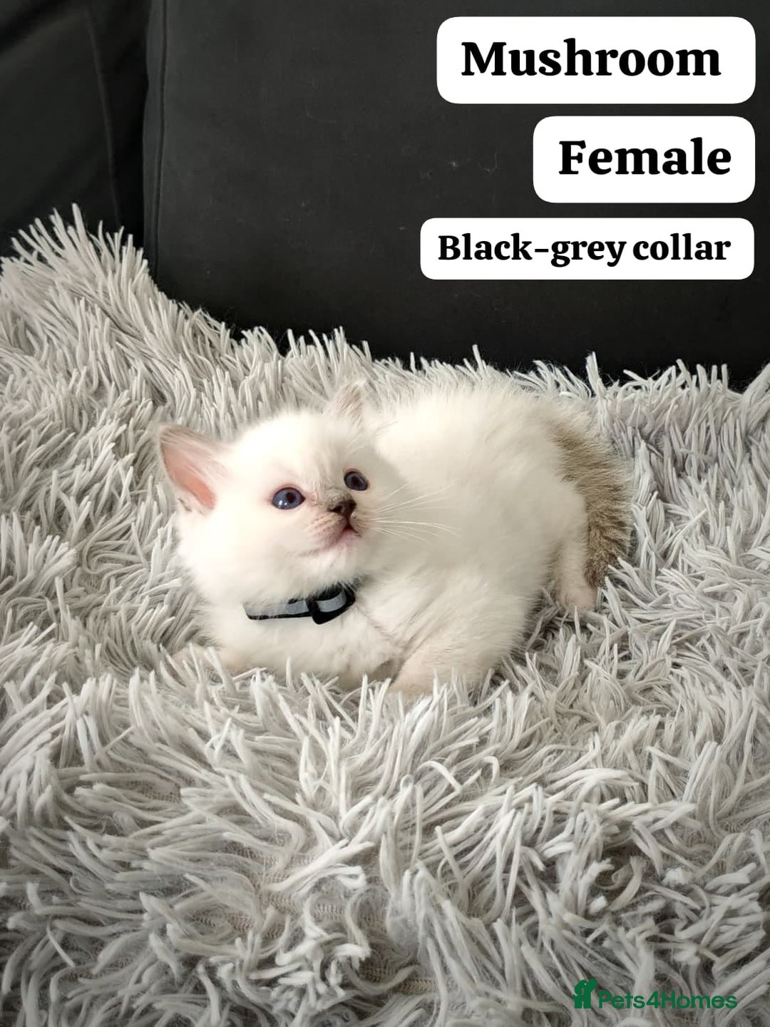 Ragdoll cats for sale: Ready Pedigree Lilac (Rare) Ragdoll Kittens - Image 10