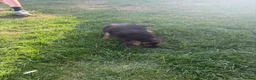 German Shepherd dogs for sale: German Shepard puppies  - Advert 8