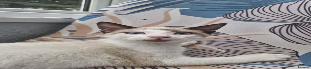 Snowshoe Kitten 4