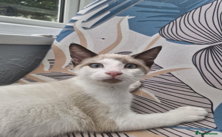 Snowshoe cats - Advert 2