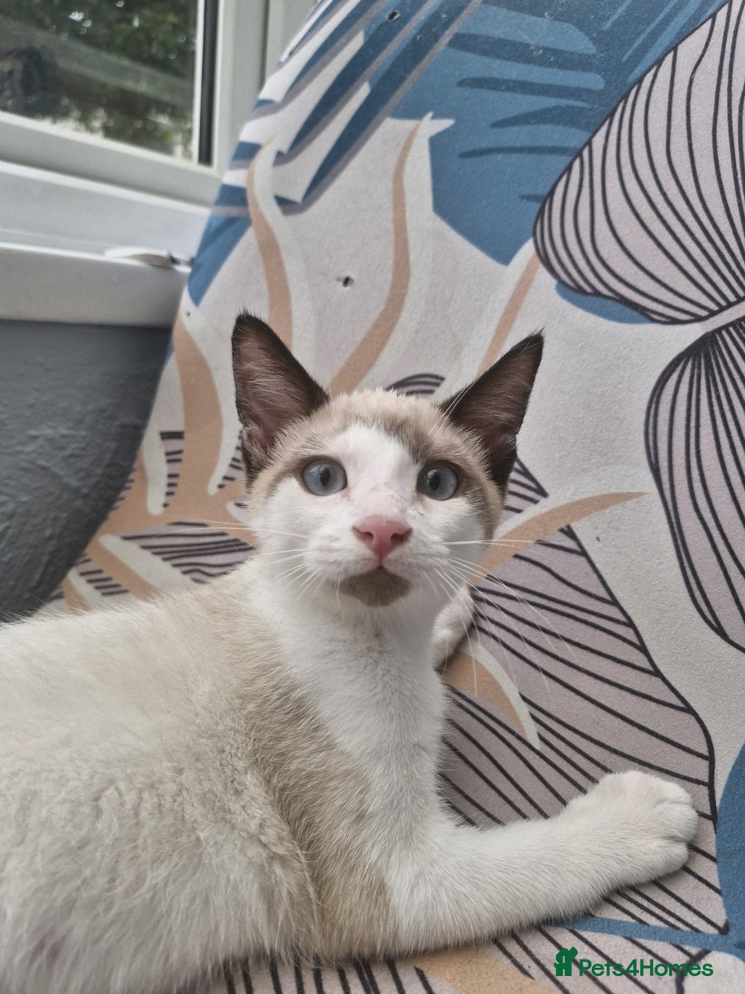 Snowshoe cats for sale: Snowshoe Kitten 4 -  pedigree snowshoes ready now - Image 1