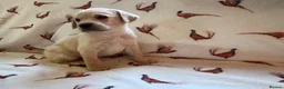 Labrador Retriever dogs for sale: KC LABRADOR RETRIEVER PUPPIES - Advert 5