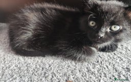 British Shorthair cats for sale: 3 British short hair polydactyl cats. - Image 8