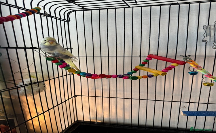 Budgerigars birds - Advert 4